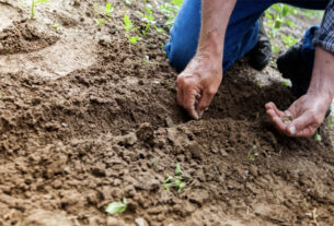 Organic soil